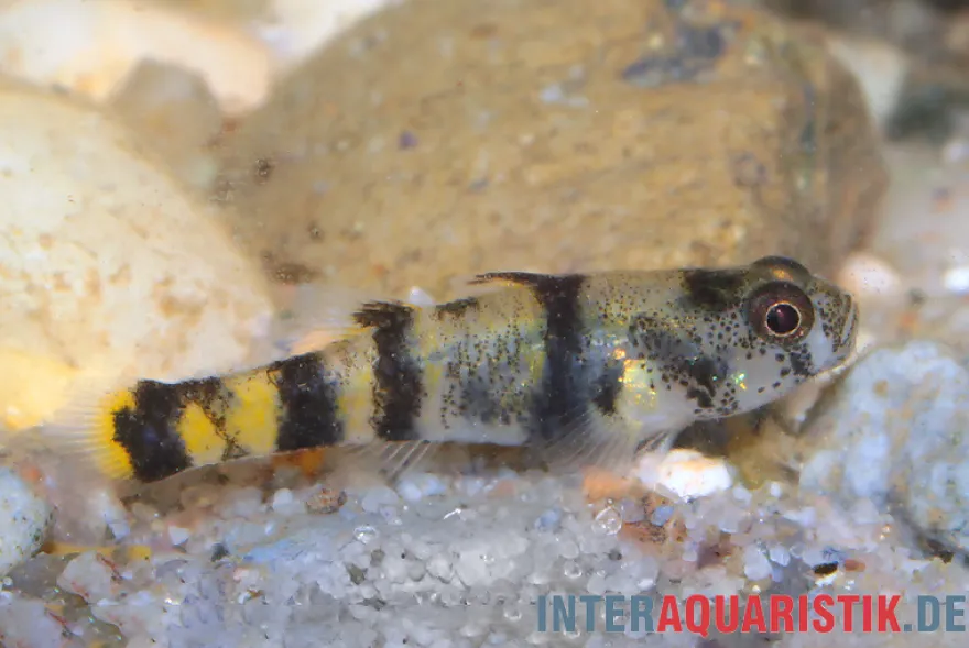 Bombay-Goldringelgrundel, Brachygobius nunus (Minifisch)