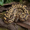 Bongo-Königspython, Python regius