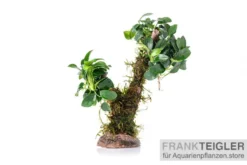 Bonsai mit Vesicularia