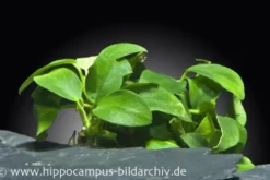 Bonsai-Zwergspeerblatt, Anubias barteri 