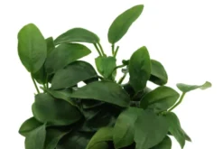 Bonsai-Zwergspeerblatt, Anubias barteri 