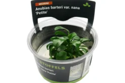 Bonsai-Zwergspeerblatt, Anubias barteri 