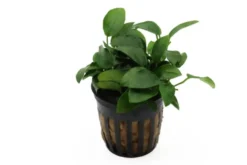 Bonsai-Zwergspeerblatt, Anubias barteri 