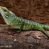 Borneo-Langschwanzagame, Bronchocela jubata