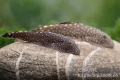 Borneo-Prachtflossensauger, Pseudogastromyzon myersi