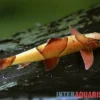 Borneo Sattelfleck-Prachtflossensauger, Homaloptera orthogoniata