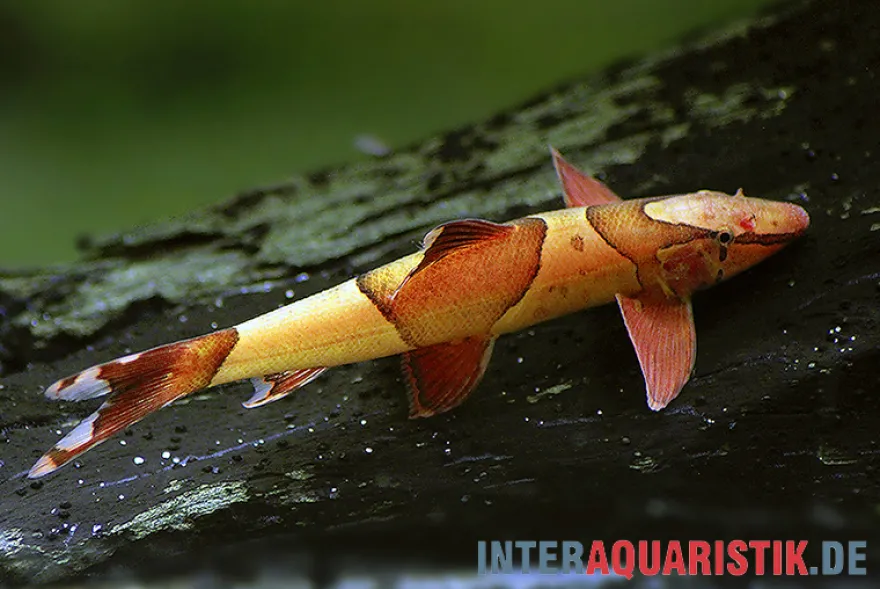 Borneo Sattelfleck-Prachtflossensauger, Homaloptera orthogoniata