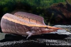 Borneo-Stachelaal, Macrognathus cf. tapirus
