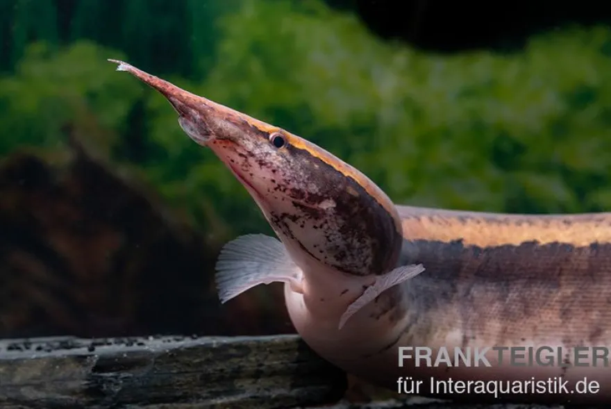 Borneo-Stachelaal, Macrognathus cf. tapirus