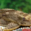 Boulengers Schilderwels, Hypostomus boulengeri, 8-16 cm