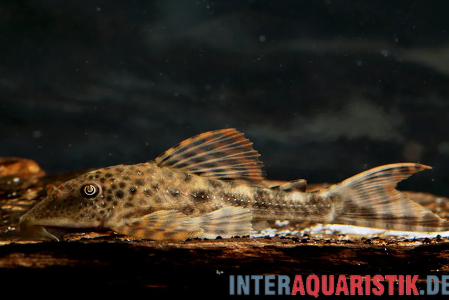 Boulengers Schilderwels, Hypostomus boulengeri, 8-16 cm