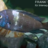 Brabantbuntbarsch, Tropheus duboisi Maswa "Weisspunkt", DNZ