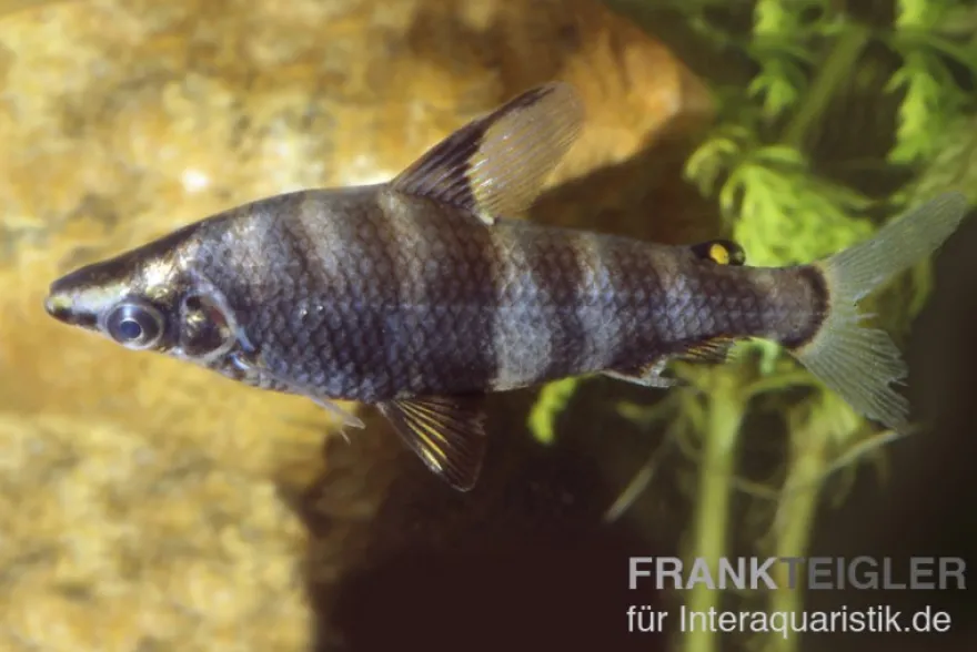 Brachsensalmler, Abramites hypselonotus, 4-6 cm