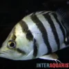 Brackwasser-Tigerbarsch, Datnioides polota, 4-7 cm
