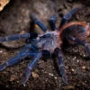 Brasilianische Blauhaar-Vogelspinne, Pterinopelma sazimai