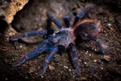 Brasilianische Blauhaar-Vogelspinne, Pterinopelma sazimai
