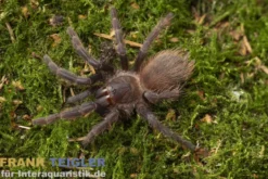 Brasilianische Blauhaar-Vogelspinne, Pterinopelma sazimai