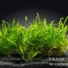 Brasilianische Graspflanze, Lilaeopsis brasiliensis, Stretch-Pad, 3x18 cm