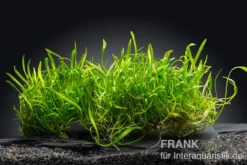 Brasilianische Graspflanze, Lilaeopsis brasiliensis, Stretch-Pad, 3x18 cm