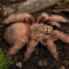 Brasilianische Riesen-Blond-Vogelspinne, Nhandu tripepii