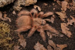 Brasilianische Riesen-Blond-Vogelspinne, Nhandu tripepii