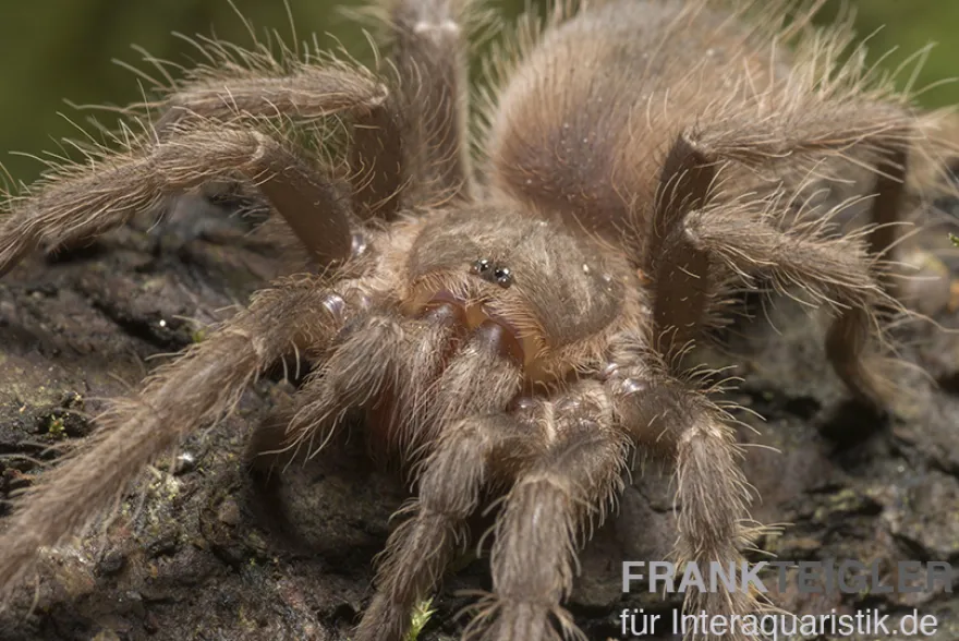 Brasilianische Riesenvogelspinne, Lasiodora parahybana