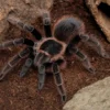 Brasilianische Rote Vogelspinne, Nhandu carapoensis