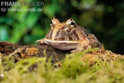 Brasilianischer Schmuckhornfrosch, Ceratophrys aurita