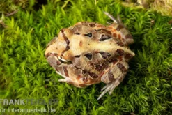 Brasilianischer Schmuckhornfrosch, Ceratophrys aurita
