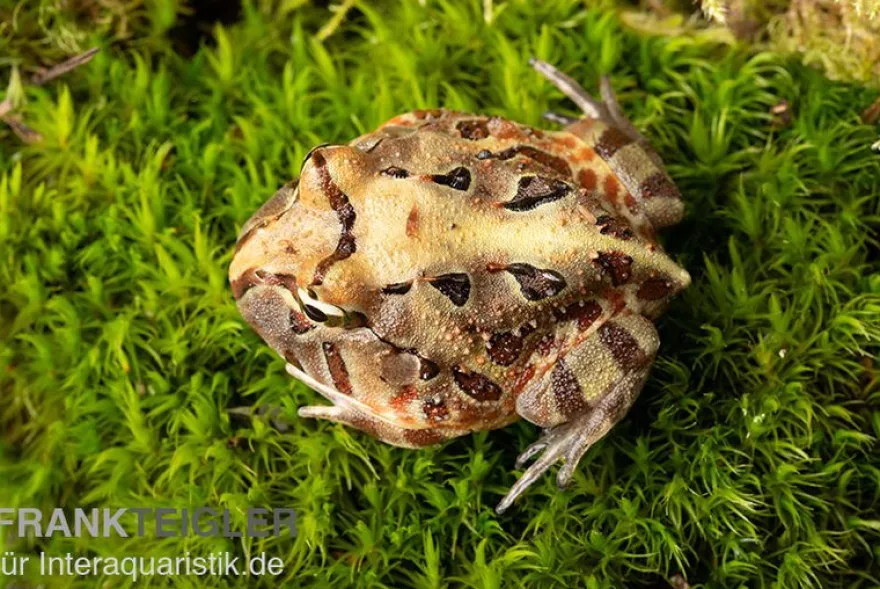 Brasilianischer Schmuckhornfrosch, Ceratophrys aurita