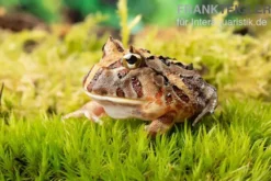 Brasilianischer Schmuckhornfrosch, Ceratophrys aurita