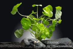 Brasilianischer Wassernabel, Hydrocotyle leucocephala, XXL-Pflanze, Mutterpflanze