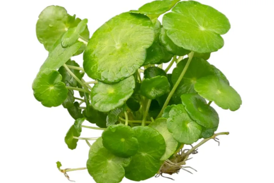 Brasilianischer Wassernabel, Hydrocotyle leucocephala, XXL-Pflanze, Mutterpflanze