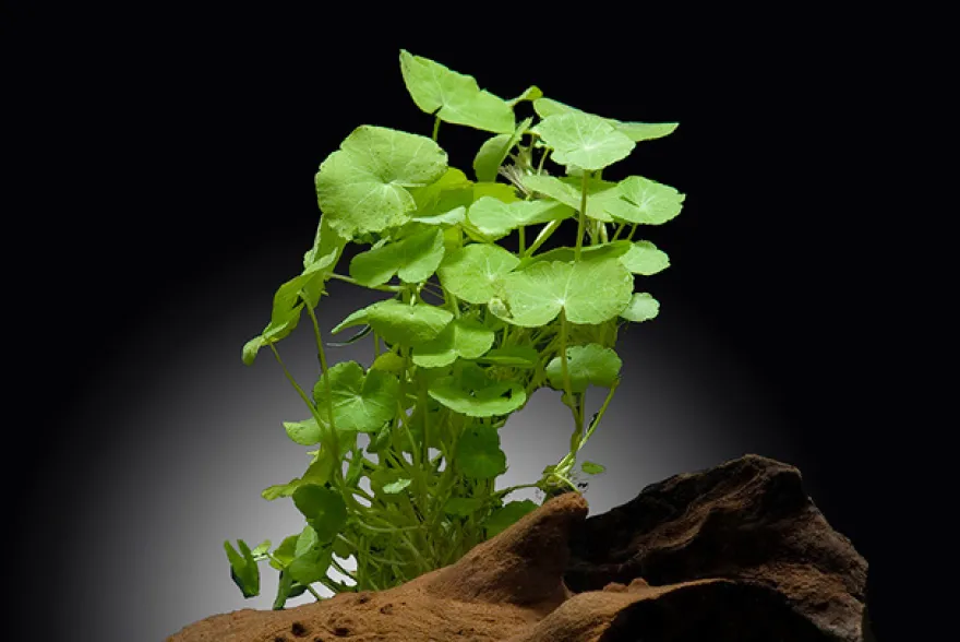 Brasilianischer Wassernabel, Hydrocotyle leucocephala, im Topf