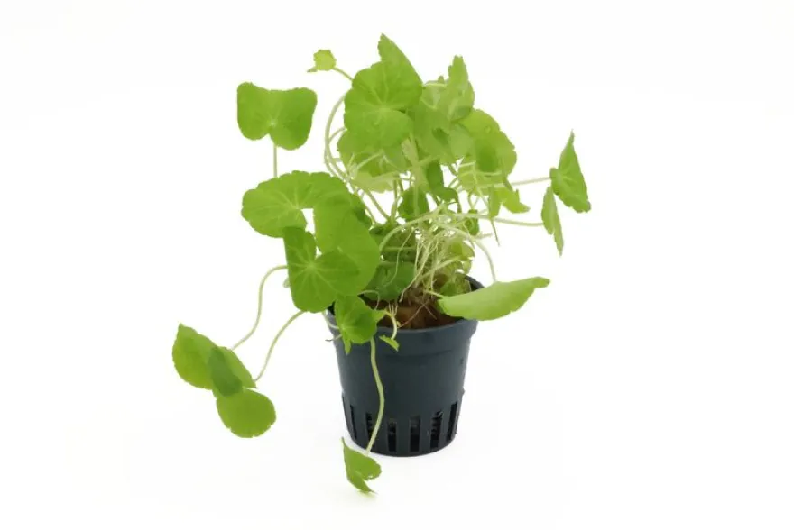 Brasilianischer Wassernabel, Hydrocotyle leucocephala, im Topf