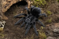 Brasilianische Schwarze Vogelspinne, Grammostola pulchra
