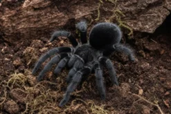 Brasilianische Schwarze Vogelspinne, Grammostola pulchra