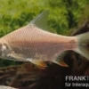 Brassenbarbe Albino, Barbonymus schwanenfeldii (Barbus), 4-6 cm