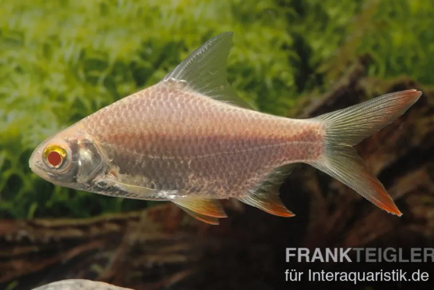Brassenbarbe Albino, Barbonymus schwanenfeldii (Barbus), 4-6 cm