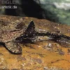 Bratpfannenwels, Dysichthys coracoideus