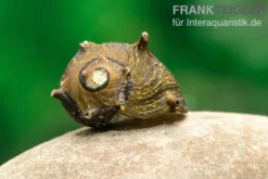 Braune Hörnchenschnecke, Clithon brenspinas