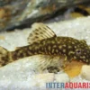 Brauner Antennenwels, Ancistrus sp.
