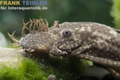 Brauner Antennenwels, Ancistrus sp.