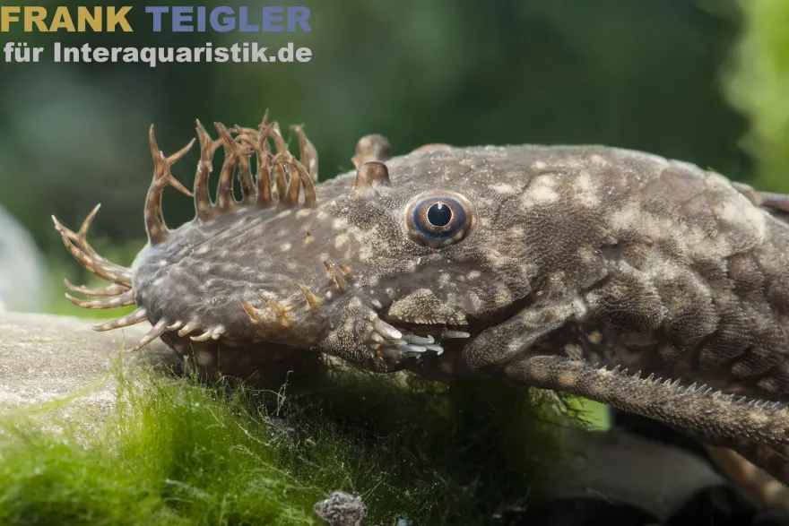 Brauner Antennenwels, Ancistrus sp.