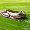 Brauner Bananenfrosch, Afrixalus dorsalis