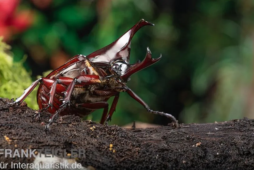 Brauner Nashornkäfer, Xylotrupes gideon, gemischt