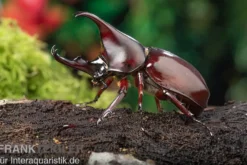 Brauner Nashornkäfer, Xylotrupes gideon, gemischt