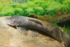 Brauner Paraguay-Antennenwels, L89, Ancistrus tamboensis, 4-5 cm