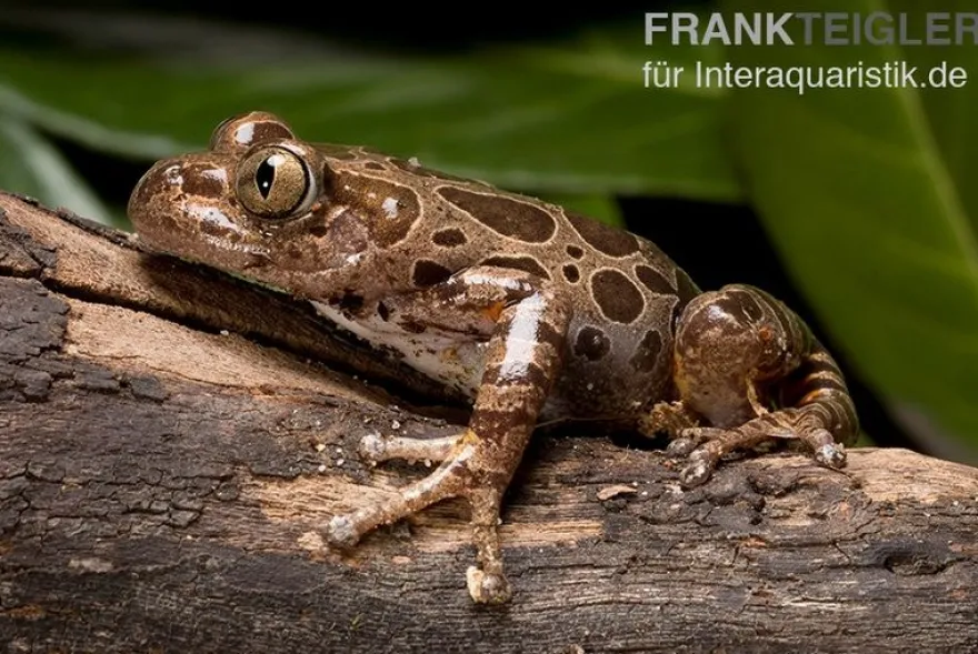 Brauner Rennfrosch, Kassina fusca