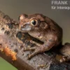 Brauner Waldsteiger, Leptopelis millsoni
